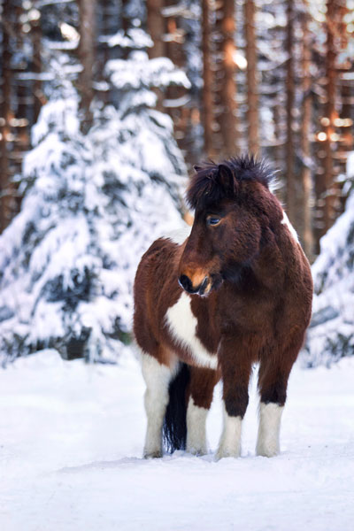 Islandpferd im Winterwonderland